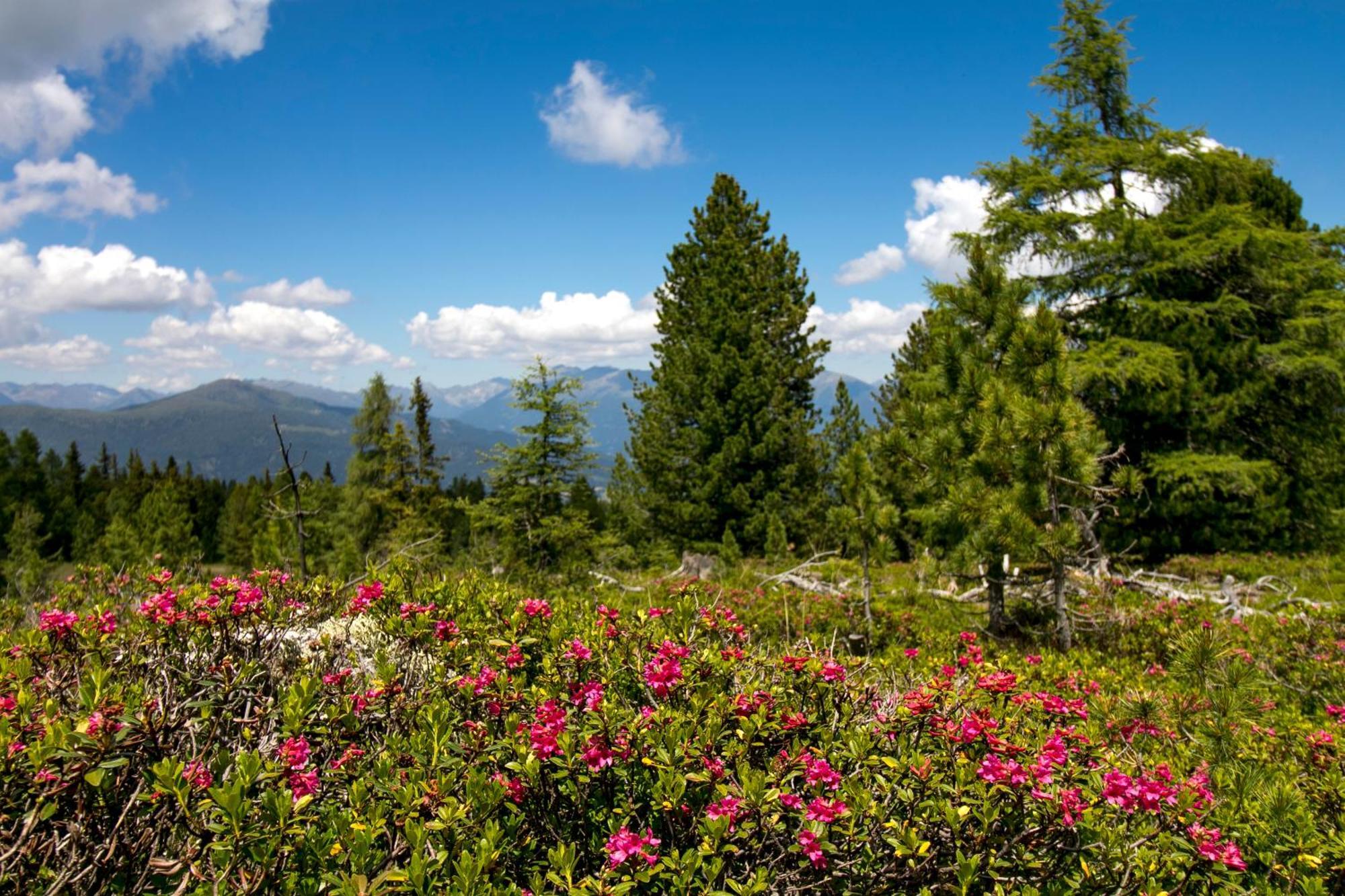 Feriendorf Murau By Alps Resorts Luaran gambar